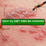 dịch vụ diệt kiến ba khoang