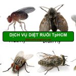 dichvudietruoitphcm